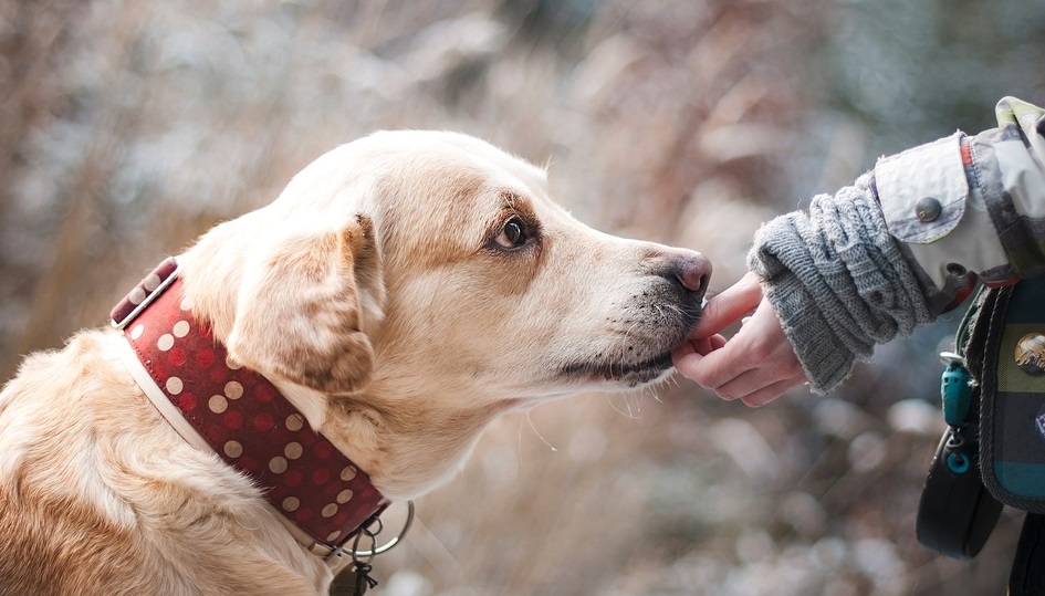 Владельцы собак в Сюйчжоу теперь могут регистрировать своих животных онлайн через приложение для мобильных телефонов